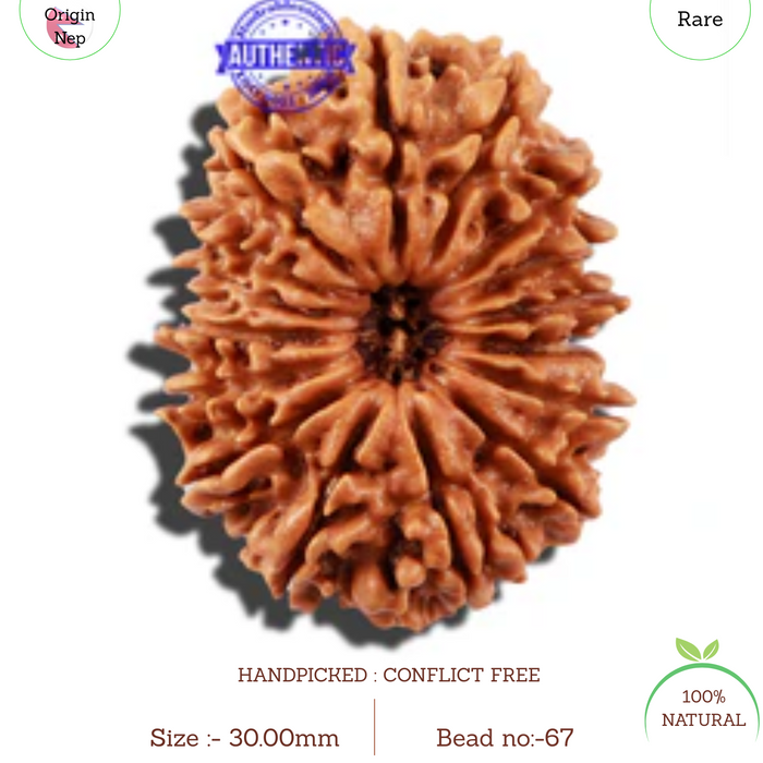 16 Mukhi Rudraksha from Nepal - Bead No. 67