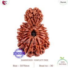 Load image into Gallery viewer, 17 Mukhi Nepalese Garbhgauri Rudraksha - Bead No. 30

