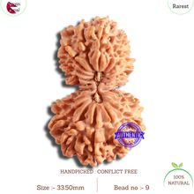 Load image into Gallery viewer, 20 Mukhi Gaurishankar Nepalese Rudraksha - Bead No 9

