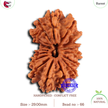 Load image into Gallery viewer, 17 Mukhi Nepalese Gaurishankar Rudraksha - Bead No. 66

