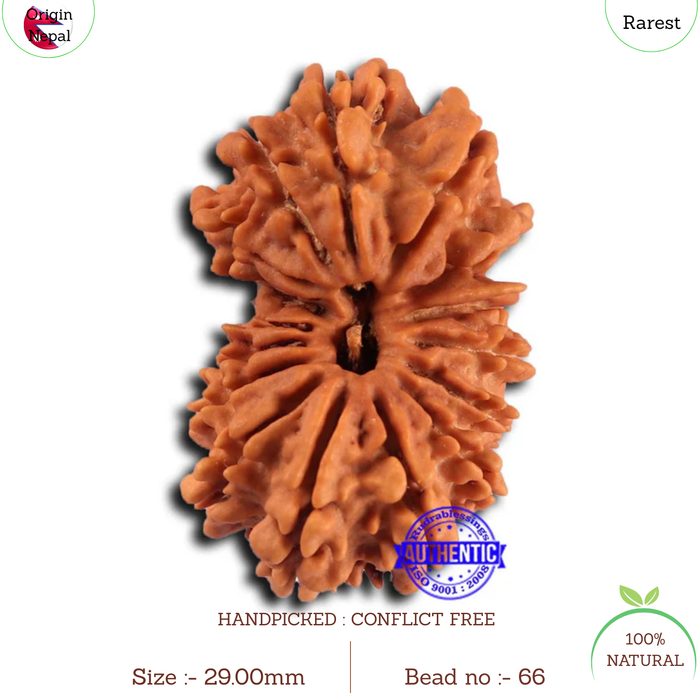17 Mukhi Nepalese Gaurishankar Rudraksha - Bead No. 66