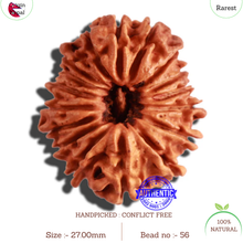 Load image into Gallery viewer, 17 Mukhi Nepalese Rudraksha - Bead No. 56
