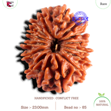 Load image into Gallery viewer, 15 Mukhi Rudraksha from Nepal - Bead No. 85
