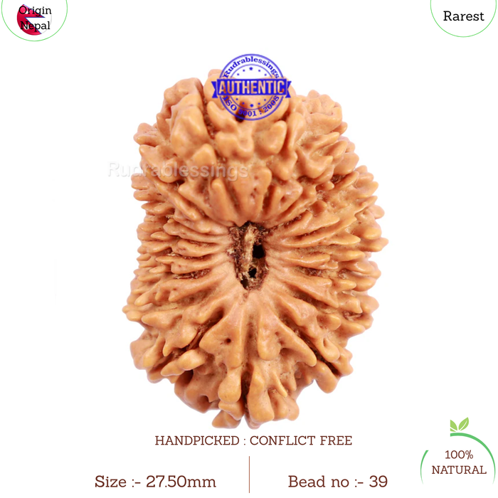 17 Mukhi Nepalese Rudraksha - Bead No. 39