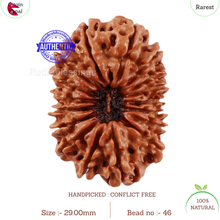 Load image into Gallery viewer, 17 Mukhi Nepalese Rudraksha - Bead No. 46
