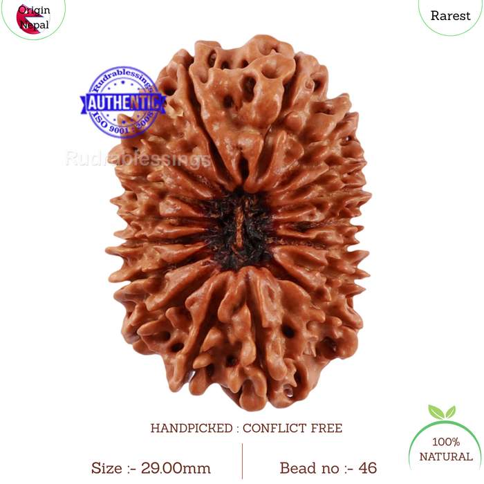 17 Mukhi Nepalese Rudraksha - Bead No. 46