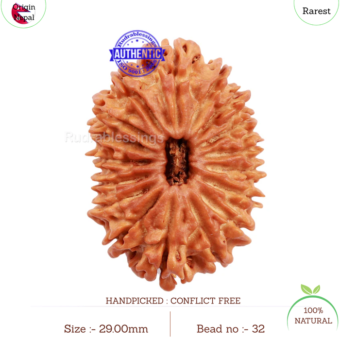 17 Mukhi Nepalese Rudraksha - Bead No. 32