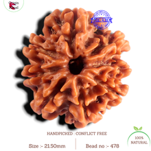 Load image into Gallery viewer, 8 Mukhi Nepalese Rudraksha - Bead No. 478
