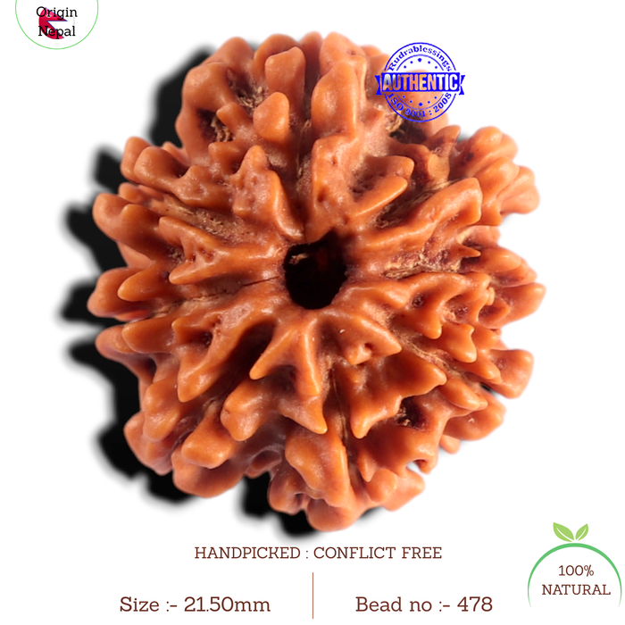 8 Mukhi Nepalese Rudraksha - Bead No. 478