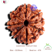 Load image into Gallery viewer, 8 Mukhi Nepalese Rudraksha - Bead No. 474
