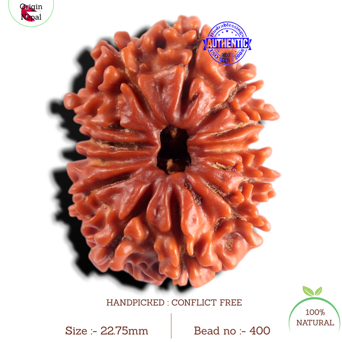 13 Mukhi Ganesh Nepalese Rudraksha - Bead No. 400
