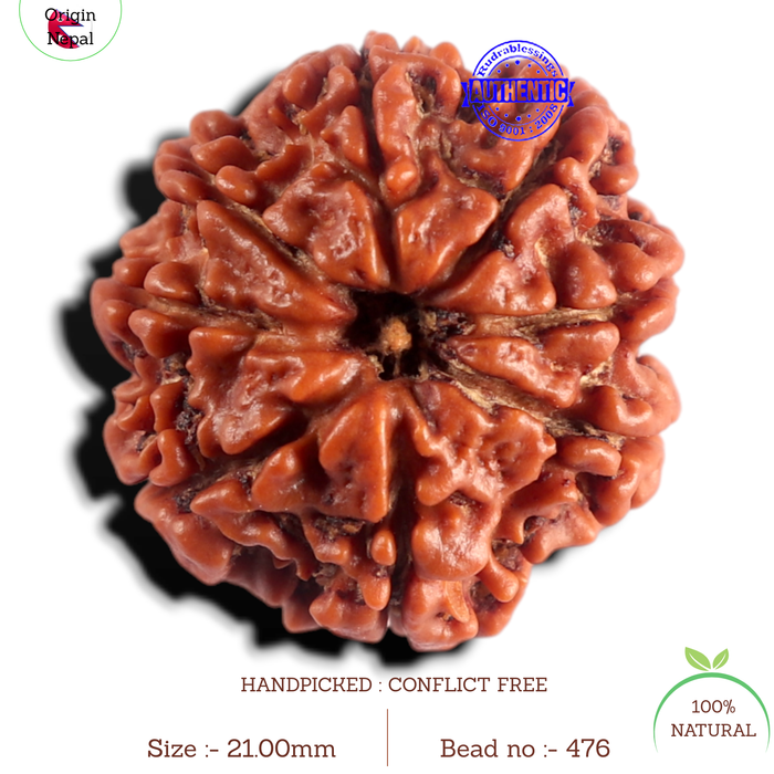 8 Mukhi Nepalese Rudraksha - Bead No. 476