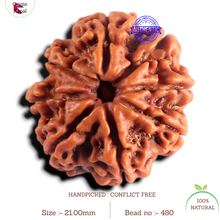 Load image into Gallery viewer, 8 Mukhi Nepalese Rudraksha - Bead No. 480

