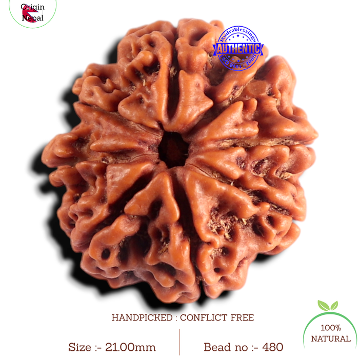 8 Mukhi Nepalese Rudraksha - Bead No. 480