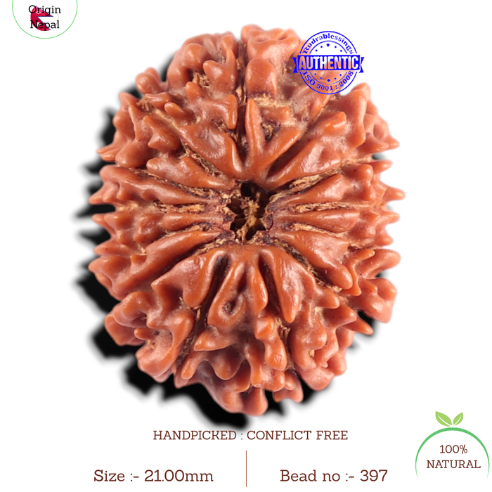 13 Mukhi Nepalese Rudraksha - Bead No. 397