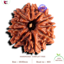 Load image into Gallery viewer, 9 Mukhi Nepalese Rudraksha - Bead No. 493

