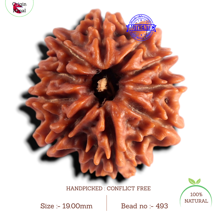 9 Mukhi Nepalese Rudraksha - Bead No. 493