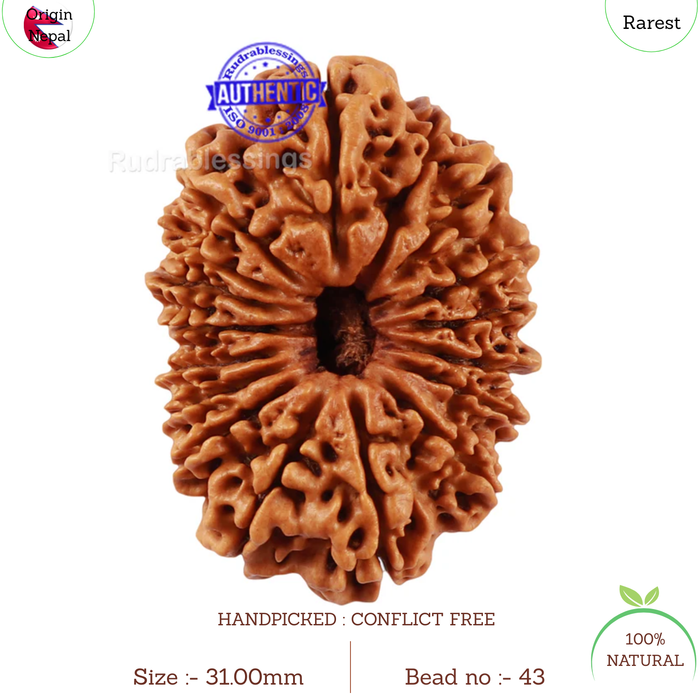 17 Mukhi Nepalese Rudraksha - Bead No. 43