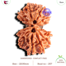 Load image into Gallery viewer, Gaurishanker Nepalese Rudraksha Bead No. - 257
