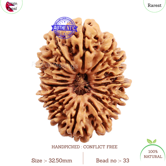 17 Mukhi Nepalese Rudraksha - Bead No. 33