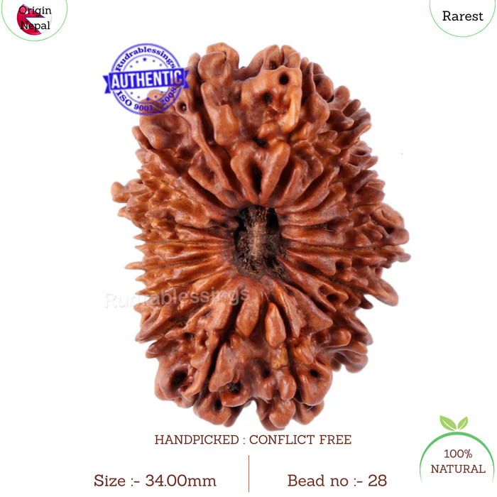 17 Mukhi Nepalese Rudraksha - Bead No. 28