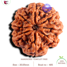 Load image into Gallery viewer, 8 Mukhi Nepalese Rudraksha - Bead No.485
