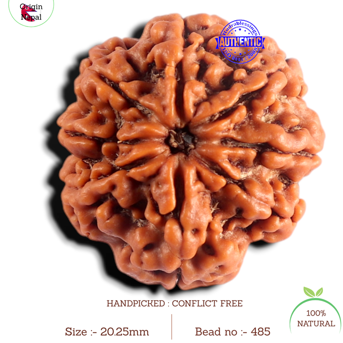 8 Mukhi Nepalese Rudraksha - Bead No.485