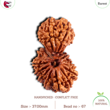 Load image into Gallery viewer, 17 Mukhi Nepalese Gaurishankar Rudraksha - Bead No. 67

