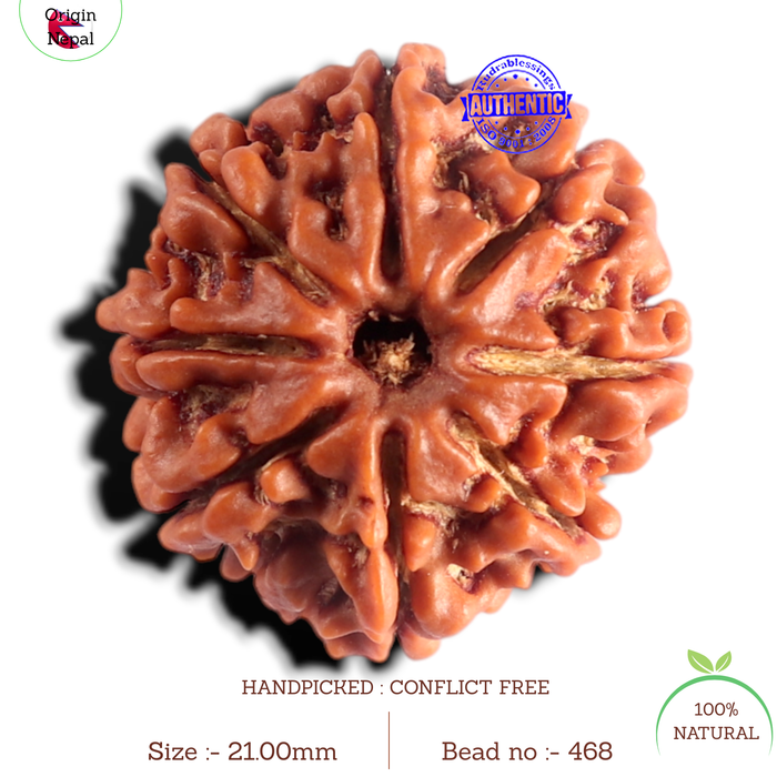 8 Mukhi Nepalese Rudraksha - Bead No. 468