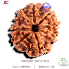 Load image into Gallery viewer, 9 Mukhi Ganesh Nepalese Rudraksha - Bead No. 496
