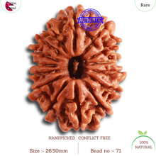 Load image into Gallery viewer, 15 Mukhi Rudraksha from Nepal - Bead No. 71
