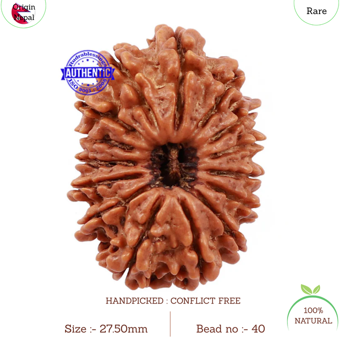15 Mukhi Rudraksha from Nepal - Bead No. 40