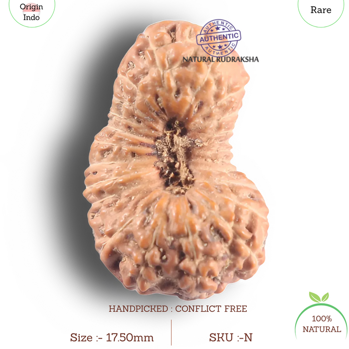 23 Mukhi Rudraksha from Indonesia - Bead No. N