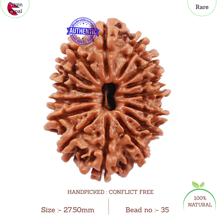 15 Mukhi Rudraksha from Nepal - Bead No. 35