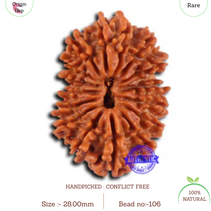 16 Mukhi Rudraksha from Nepal - Bead No. 106