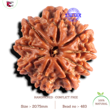 Load image into Gallery viewer, 9 Mukhi Nepalese Rudraksha - Bead No. 483

