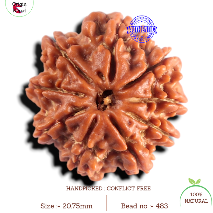 9 Mukhi Nepalese Rudraksha - Bead No. 483