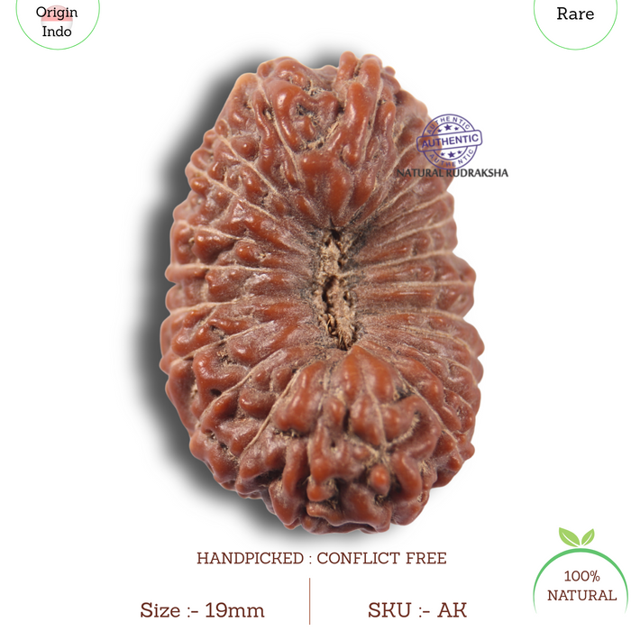 23 Mukhi Rudraksha from Indonesia Bead No.AK