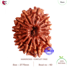 Load image into Gallery viewer, 15 Mukhi Rudraksha from Nepal - Bead No. 60
