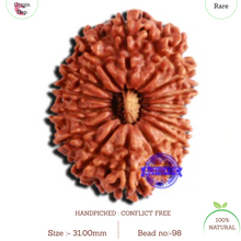 Load image into Gallery viewer, 16 Mukhi Rudraksha from Nepal - Bead No. 98
