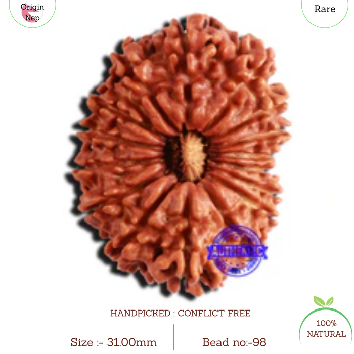 16 Mukhi Rudraksha from Nepal - Bead No. 98