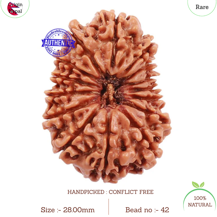 15 Mukhi Rudraksha from Nepal - Bead No. 42