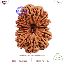 Load image into Gallery viewer, 15 Mukhi Rudraksha from Nepal - Bead No. 30
