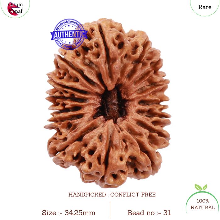 15 Mukhi Rudraksha from Nepal - Bead No. 31