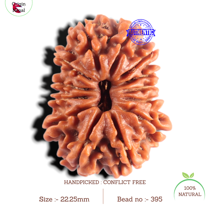 13 Mukhi Nepalese Rudraksha - Bead No. 395