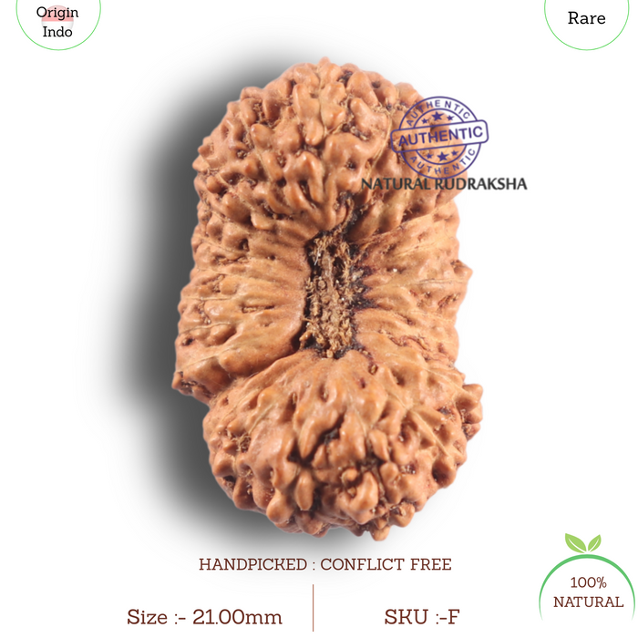 23 Mukhi Rudraksha from Indonesia Bead No. F