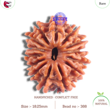 Load image into Gallery viewer, 14 Mukhi Nepalese Rudraksha - Bead No. 388
