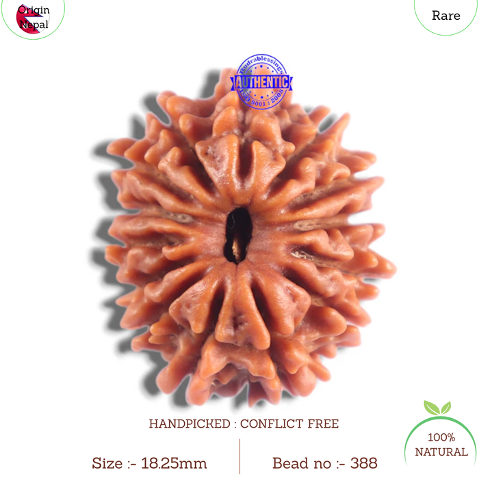 14 Mukhi Nepalese Rudraksha - Bead No. 388