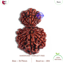 Load image into Gallery viewer, 14 Mukhi Nepalese Garbhgauri Rudraksha - Bead No. 164
