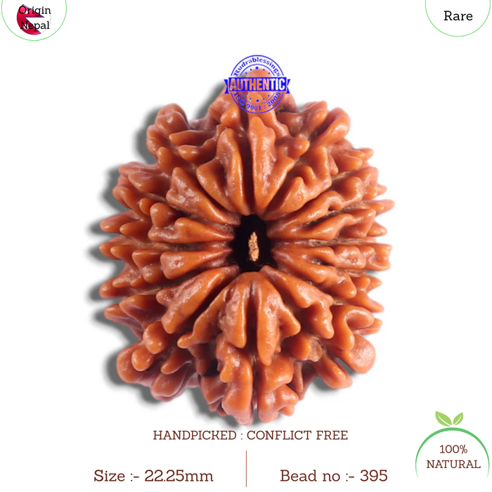 14 Mukhi Nepalese Rudraksha - Bead No. 395